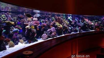 海水缸論壇（海水缸十大品牌排行榜） 海水缸論壇（海水缸十大品牌排行榜） 赤元素 第4張