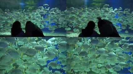 觀賞魚水族館視頻播放（唐加文的4k視頻之旅）