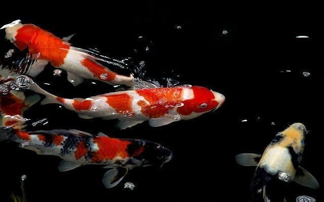 喀什水族維護（喀什水產市場在哪兒）