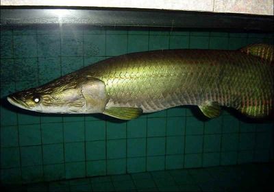 海象魚價(jià)格（海象魚價(jià)格一般多少錢？）