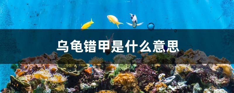 烏龜錯甲是什么意思