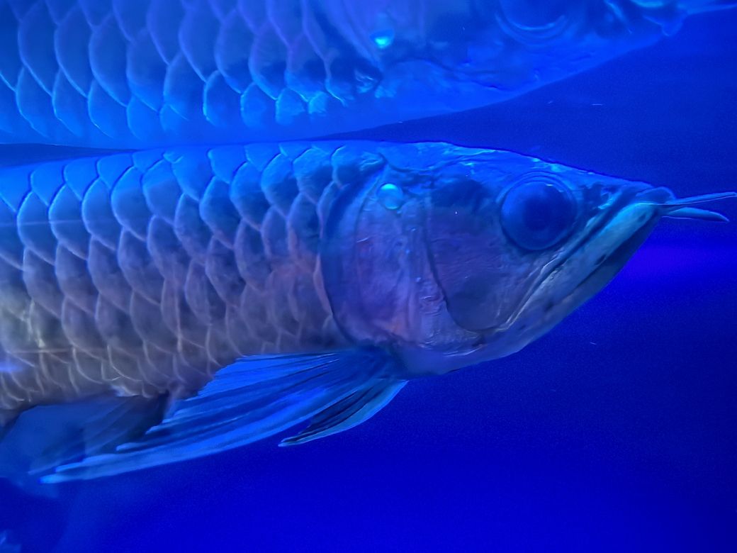 金龍魚 怎么治 求大神幫助