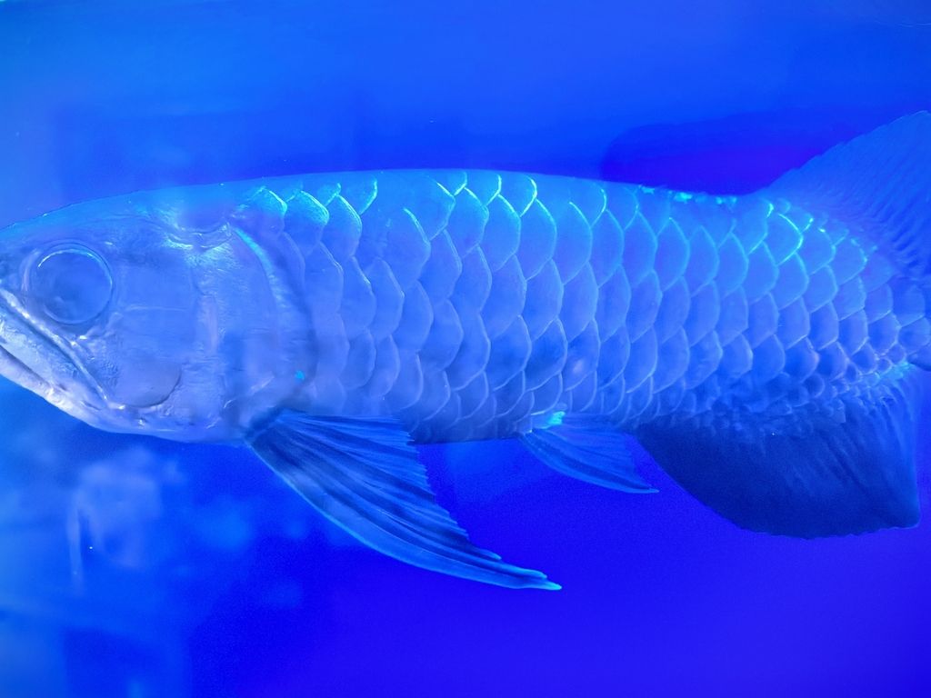 金龍魚 怎么治 求大神幫助