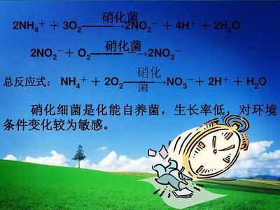 反硝化細菌生長條件（反硝化細菌與反硝化細菌的區別） 反硝化細菌生長條件（反硝化細菌與反硝化細菌的區別） 立達金龍魚 第1張