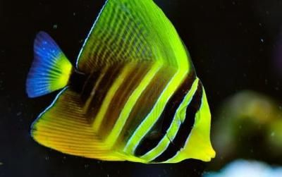 觀賞魚海魚的溫度（觀賞魚和海魚的溫度需求有所不同）