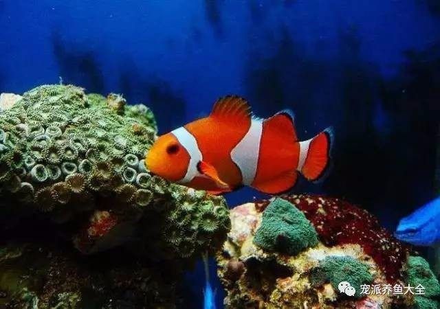觀賞魚海魚的溫度（觀賞魚和海魚的溫度需求有所不同） 觀賞魚海魚的溫度（觀賞魚和海魚的溫度需求有所不同） 速倍妥 第4張