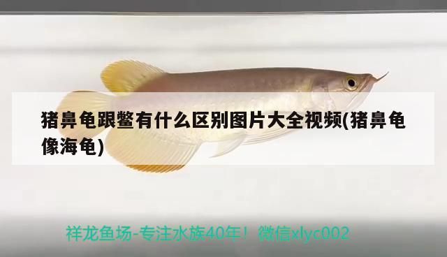 豬鼻龜跟鱉有什么區別圖片大全視頻(豬鼻龜像海龜)
