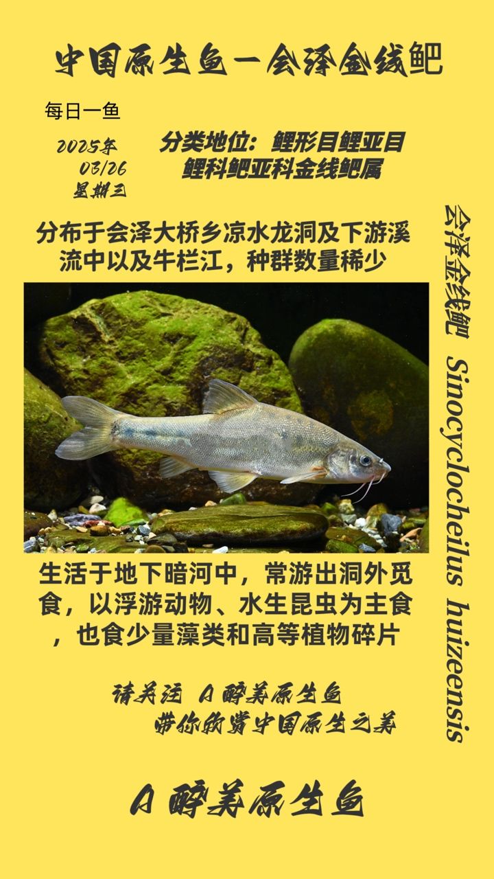會澤金線鲃