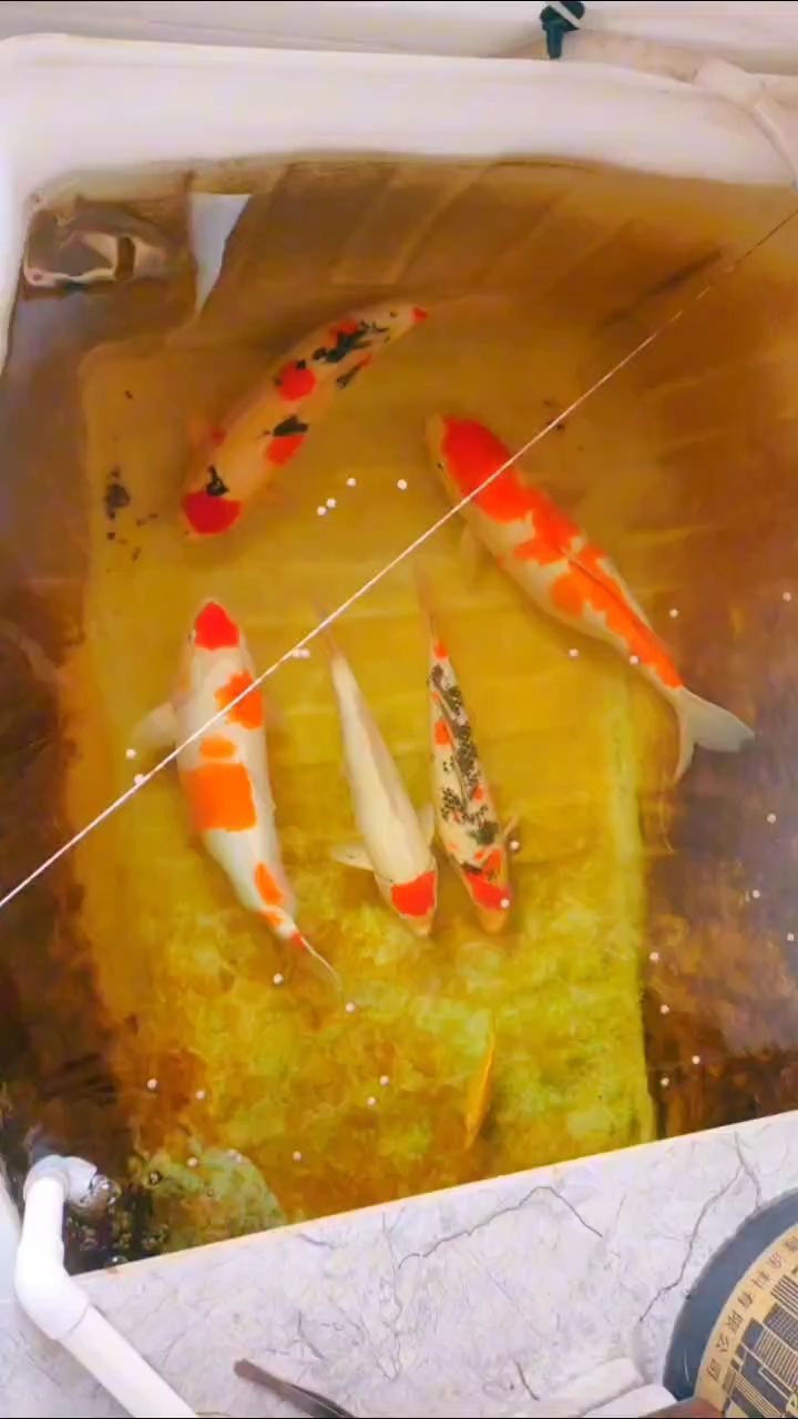 一個(gè)水桶的過(guò)濾也能養(yǎng)好錦鯉