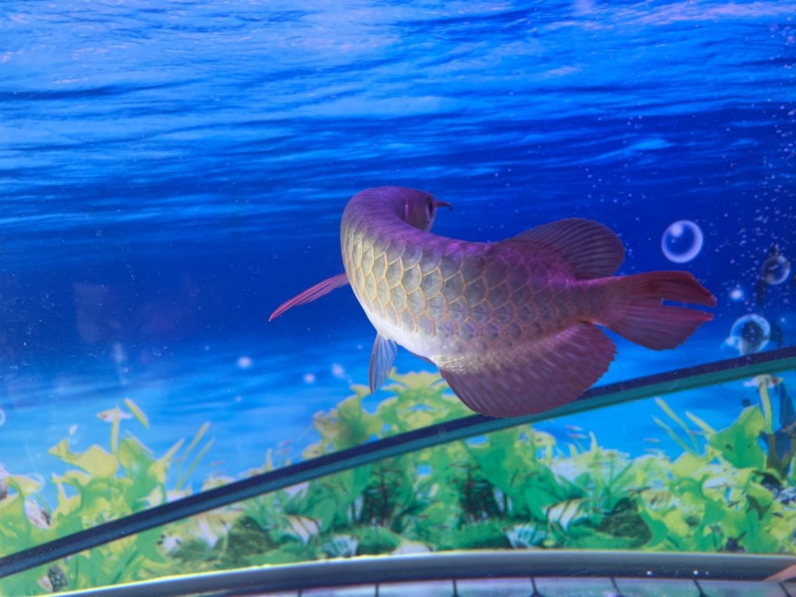 養(yǎng)魚記
