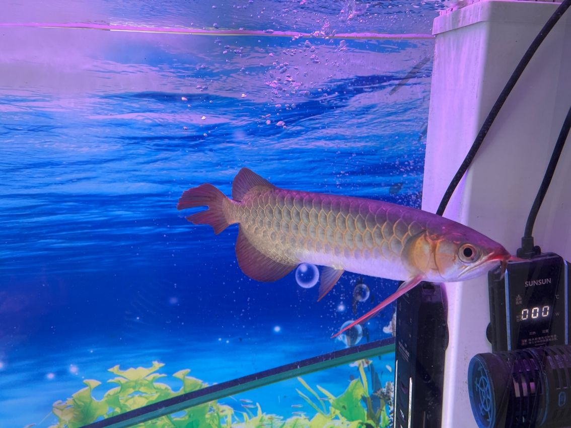 養(yǎng)魚記