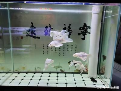 90的魚缸能養幾條蝴蝶鯉：90厘米長度的魚缸可能適合養殖1到2條蝴蝶鯉
