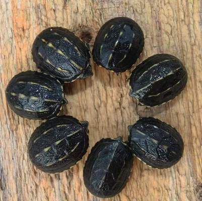 豬鼻龜腐皮自己會好嗎：豬鼻龜腐皮是什么原因