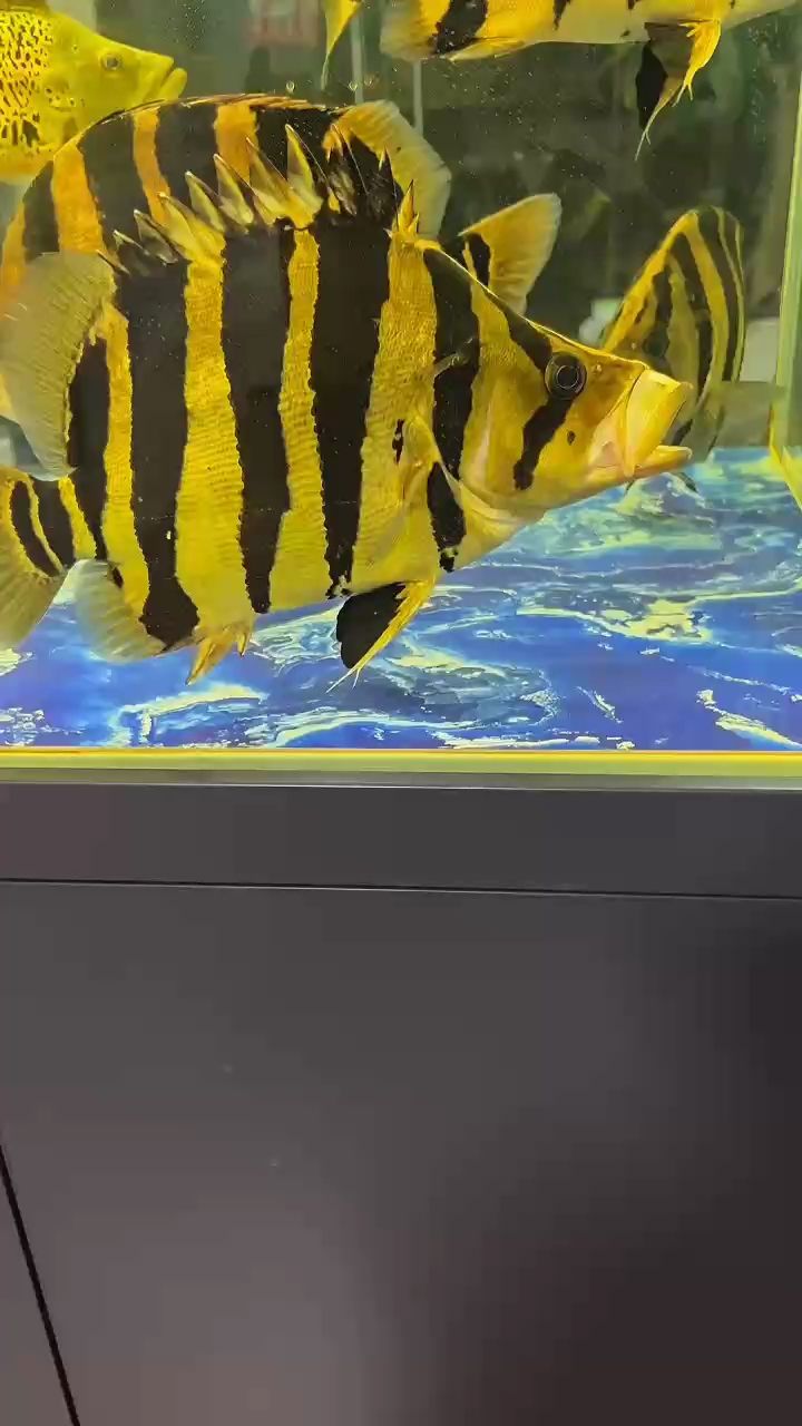 很久沒看到虎魚打哈欠了