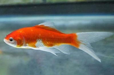 大型白色觀賞魚有哪些品種的魚（大型白色觀賞魚品種介紹）