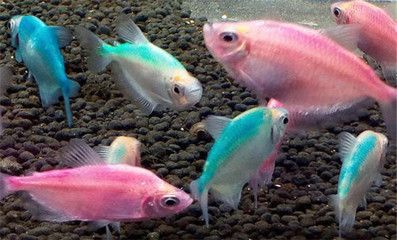 大型白色觀賞魚有哪些品種的魚（大型白色觀賞魚品種介紹）