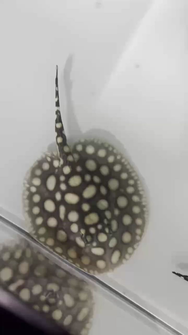 16公分公魚