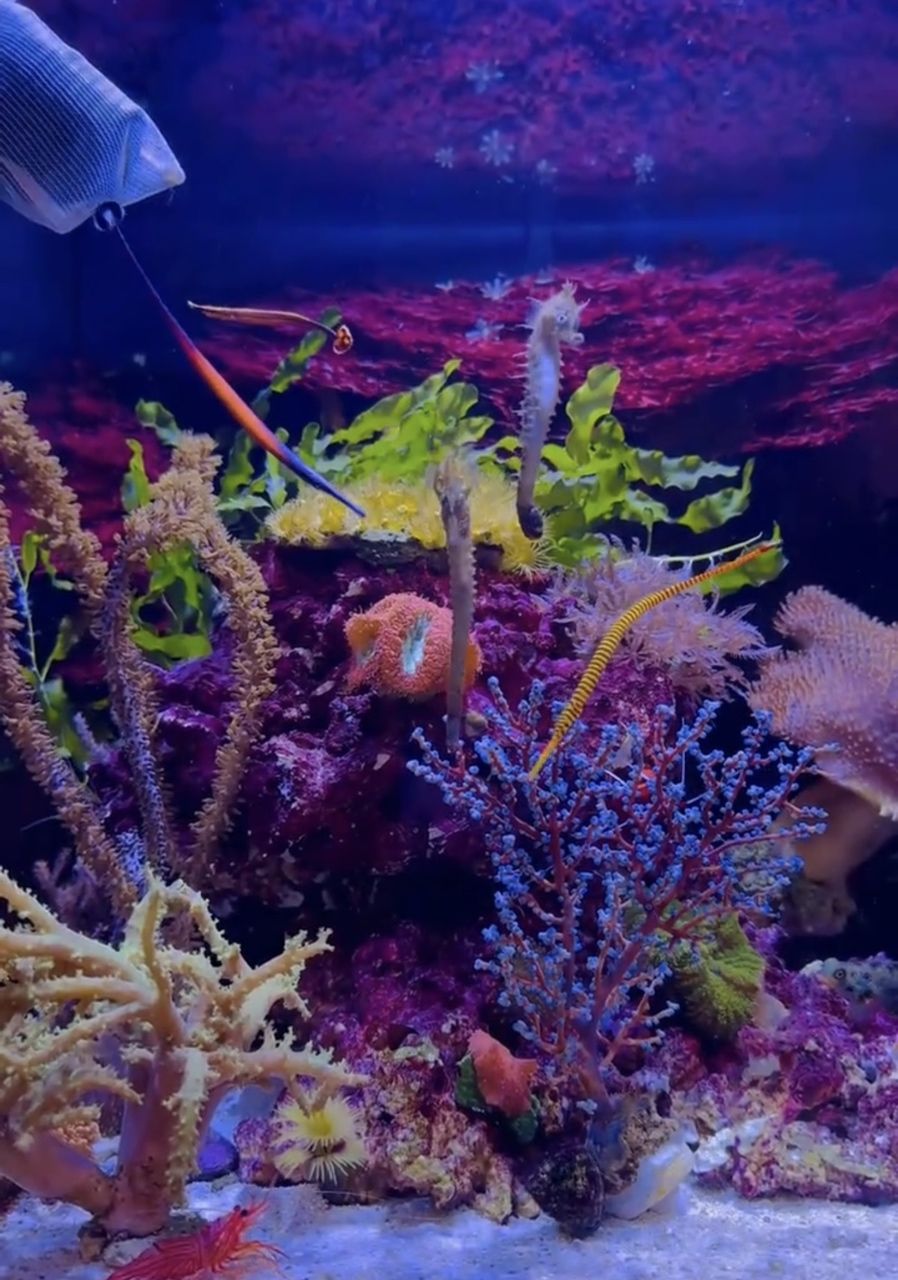 觀賞海馬