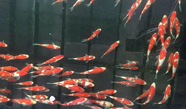 海南觀賞魚批發網站（海南觀賞魚批發網站可為您提供海南觀賞魚的批發信息）