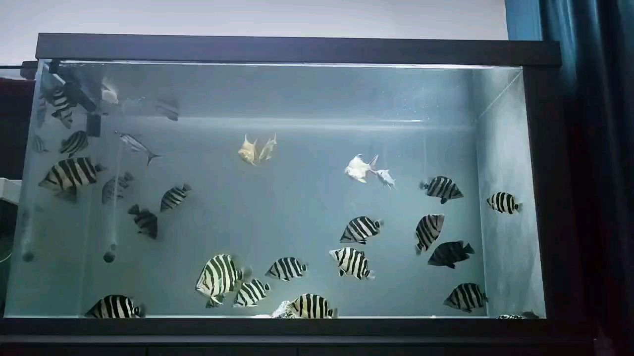 虎魚 夜深人靜的時(shí)候 看看魚什么煩惱都沒了 龍魚論壇 夜深人靜的時(shí)候 看看魚什么煩惱都沒了 夜深人靜的時(shí)候 看看魚什么煩惱都沒了 龍魚論壇