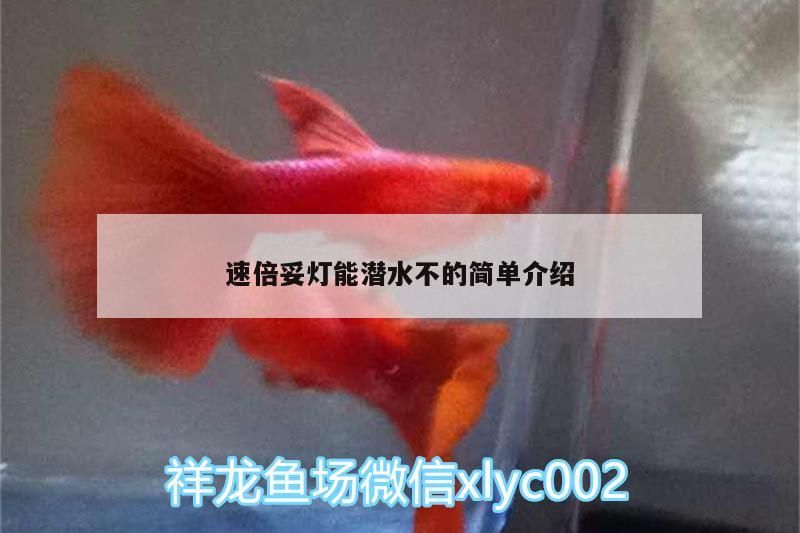 速倍妥燈能潛水不的簡單介紹