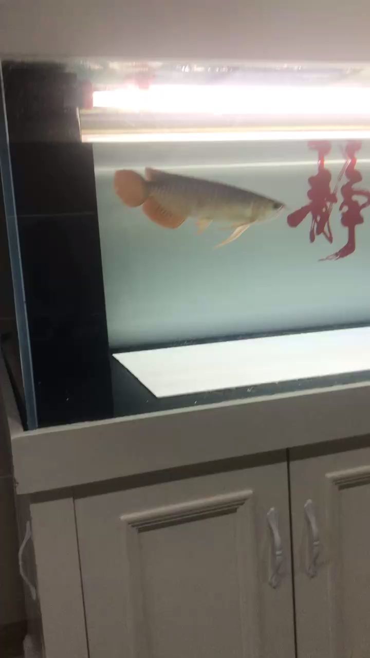 給大魚缸換水的作文:體驗給大魚缸換水的樂趣:體驗給大魚缸換水:給大魚缸換水的作文 狀態回暖 龍魚論壇 狀態回暖 狀態回暖 龍魚論壇