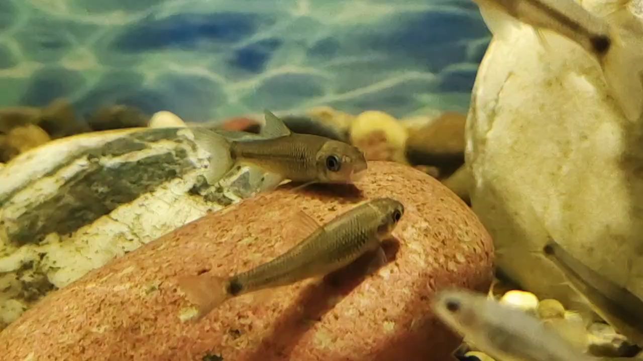周二魚快