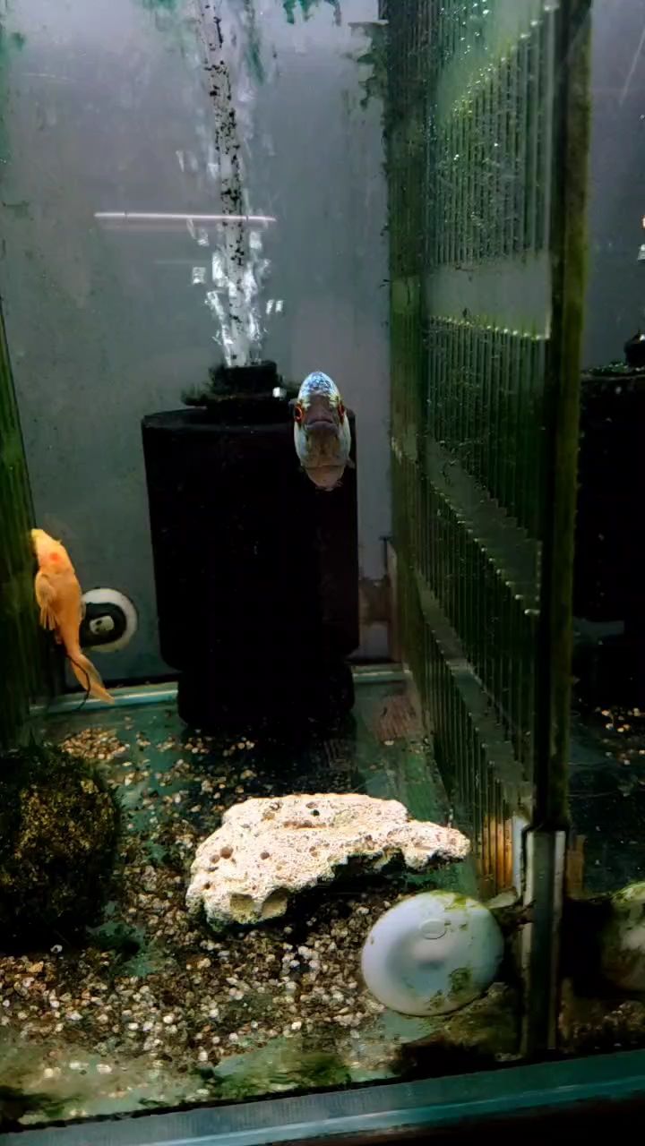 炫彩色 炫彩色 龍魚論壇