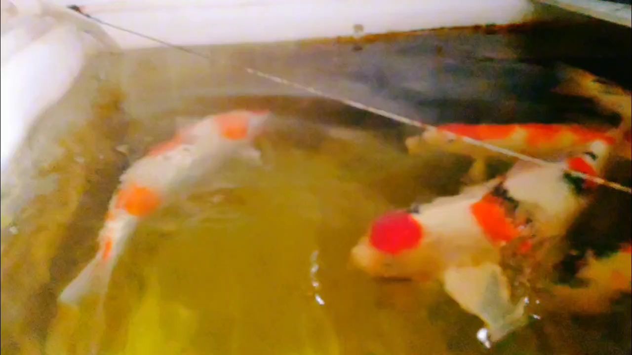 喂喂魚