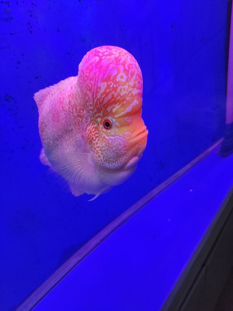 從小養到大