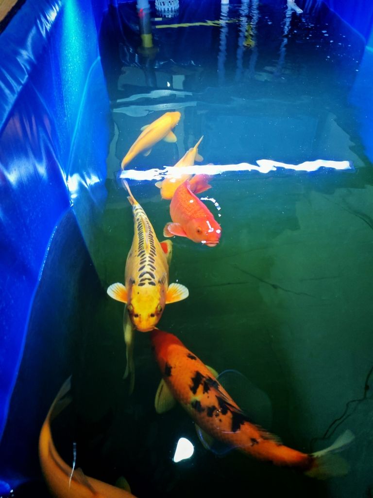 朋友們我不懂，看看我的魚咋樣