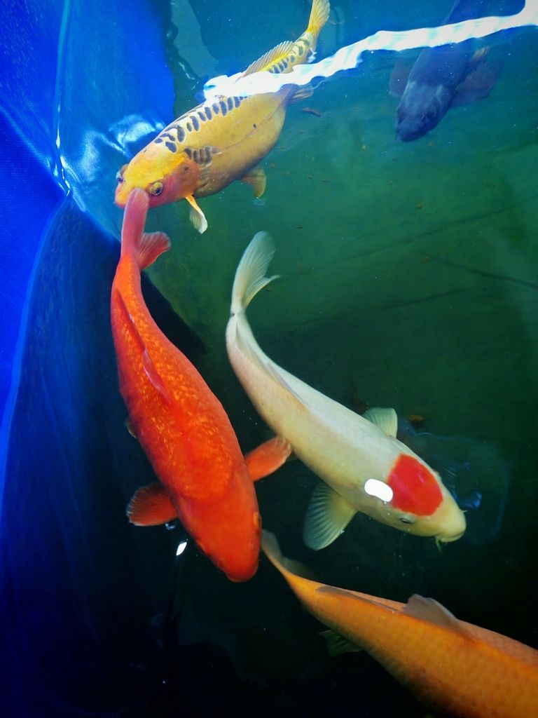 朋友們我不懂，看看我的魚咋樣