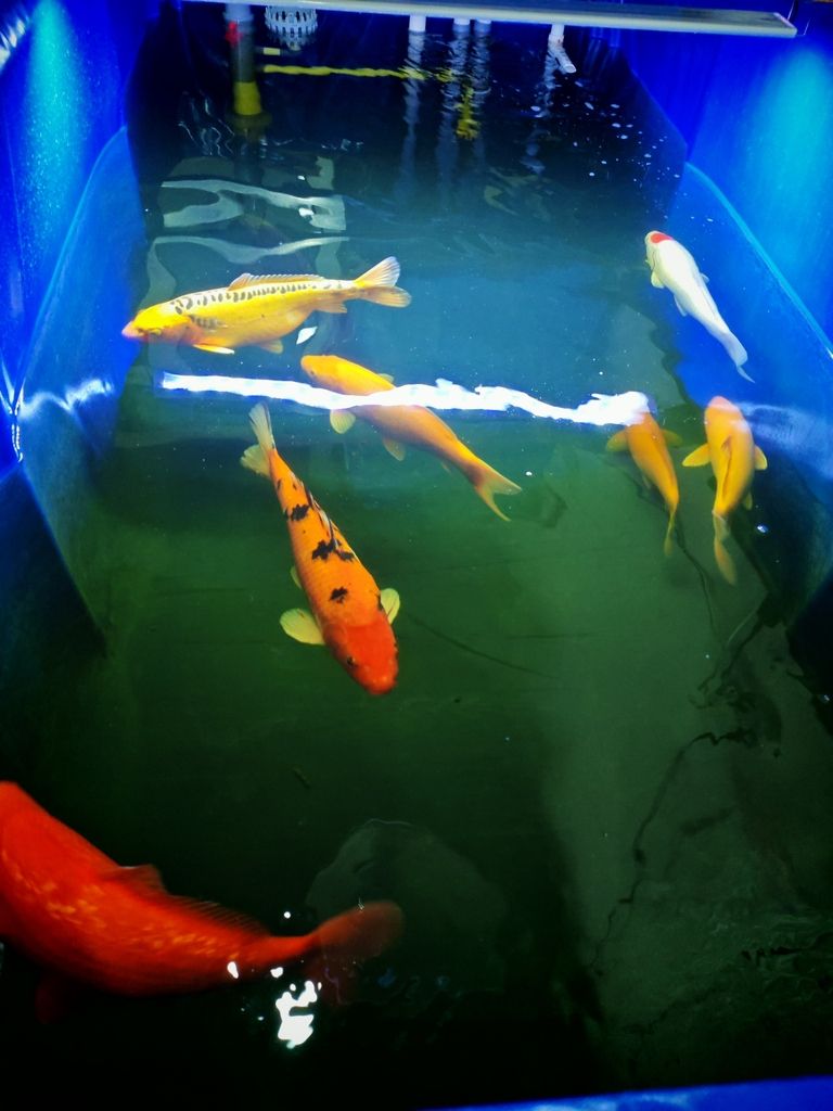 朋友們我不懂，看看我的魚咋樣