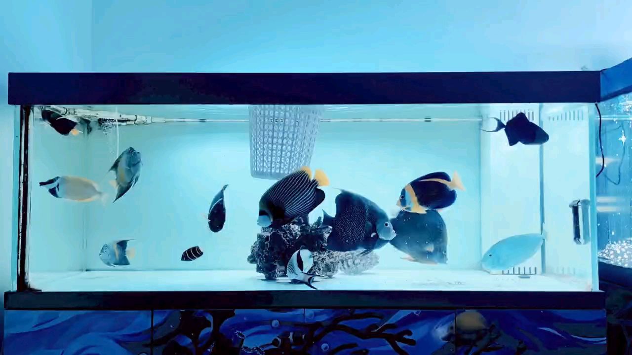 小魚長大了