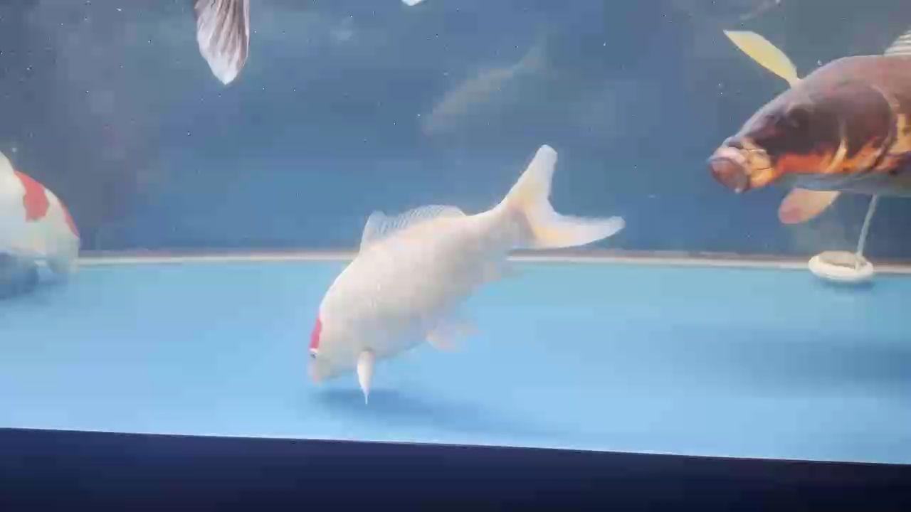 吃飽