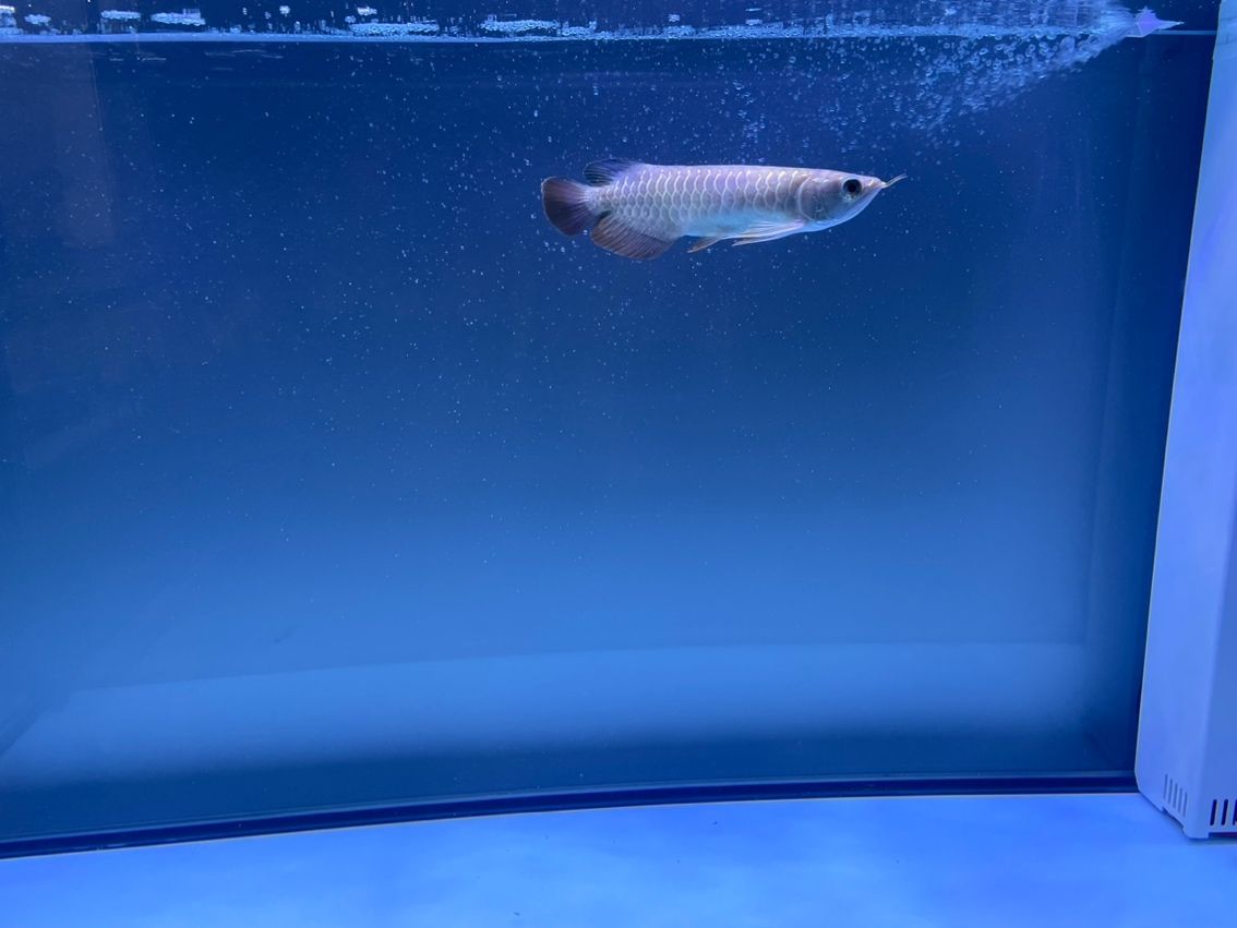 請(qǐng)教一下懂的魚友，我這個(gè)算過背還是什么呢????