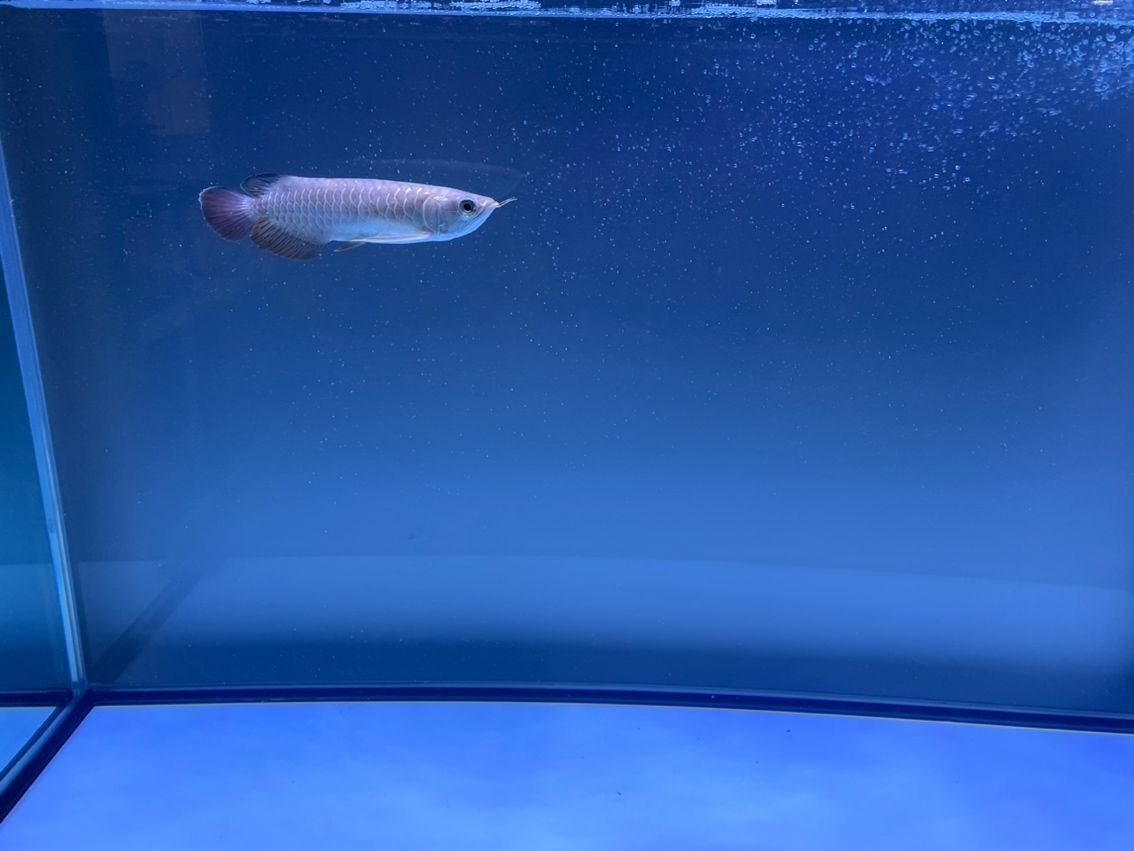 請(qǐng)教一下懂的魚友，我這個(gè)算過背還是什么呢????