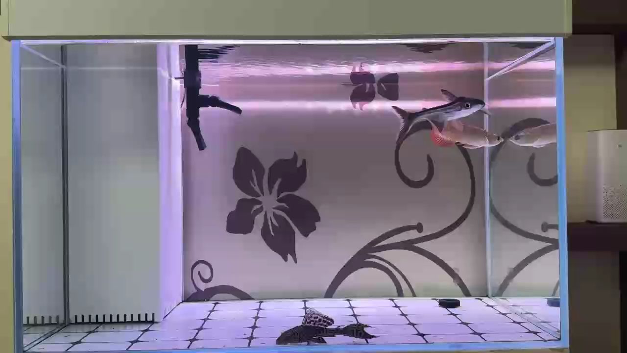 入坑，大神們看看這啥品種的龍魚(yú)