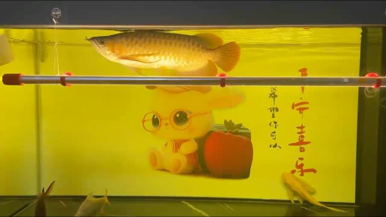 上側燈第25天 減肥中