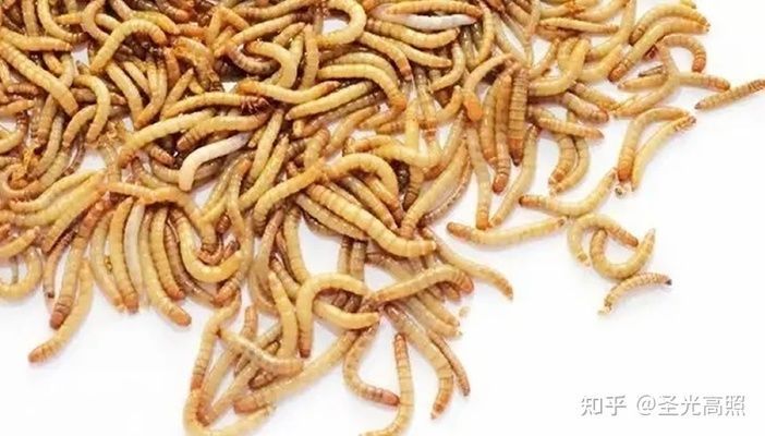 觀賞魚能不能吃面包屑呢（寵物飼料的選擇與誤區）