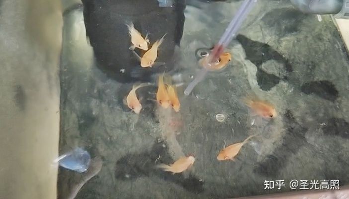 觀賞魚能不能吃面包屑呢（寵物飼料的選擇與誤區）
