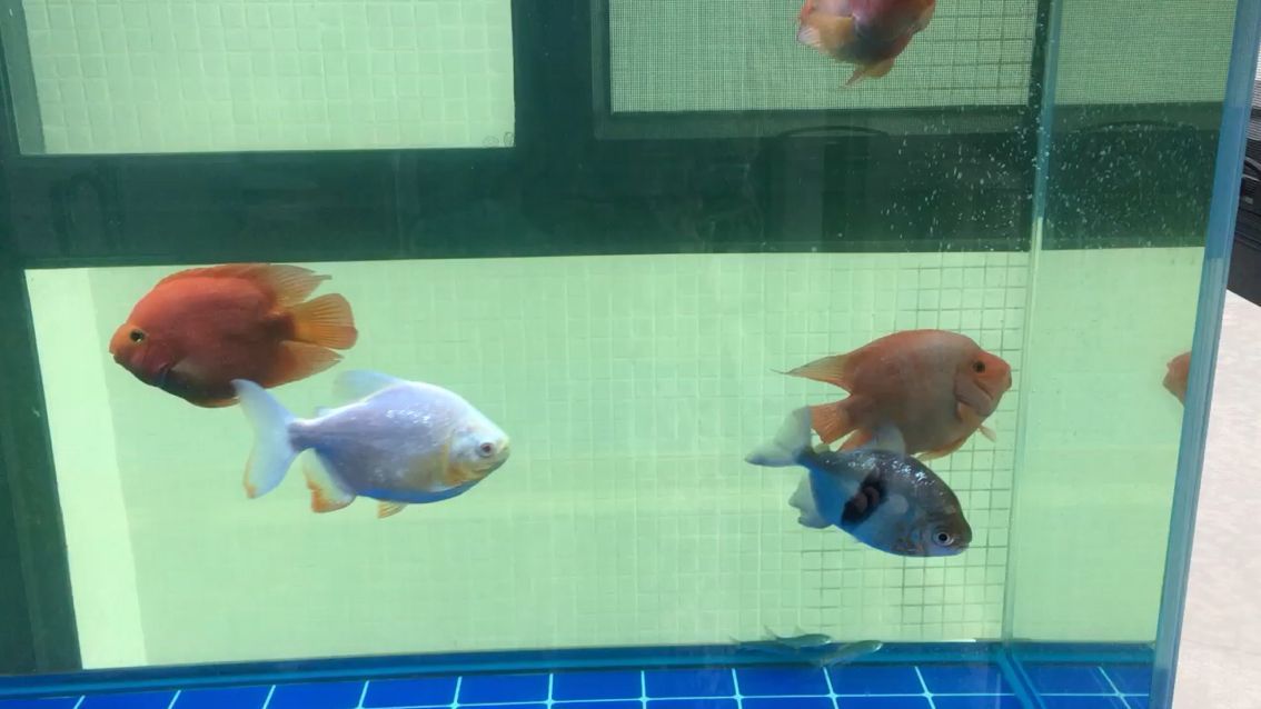 濱州哪里賣魚缸好一點兒 濱州哪里賣魚缸好一點兒的