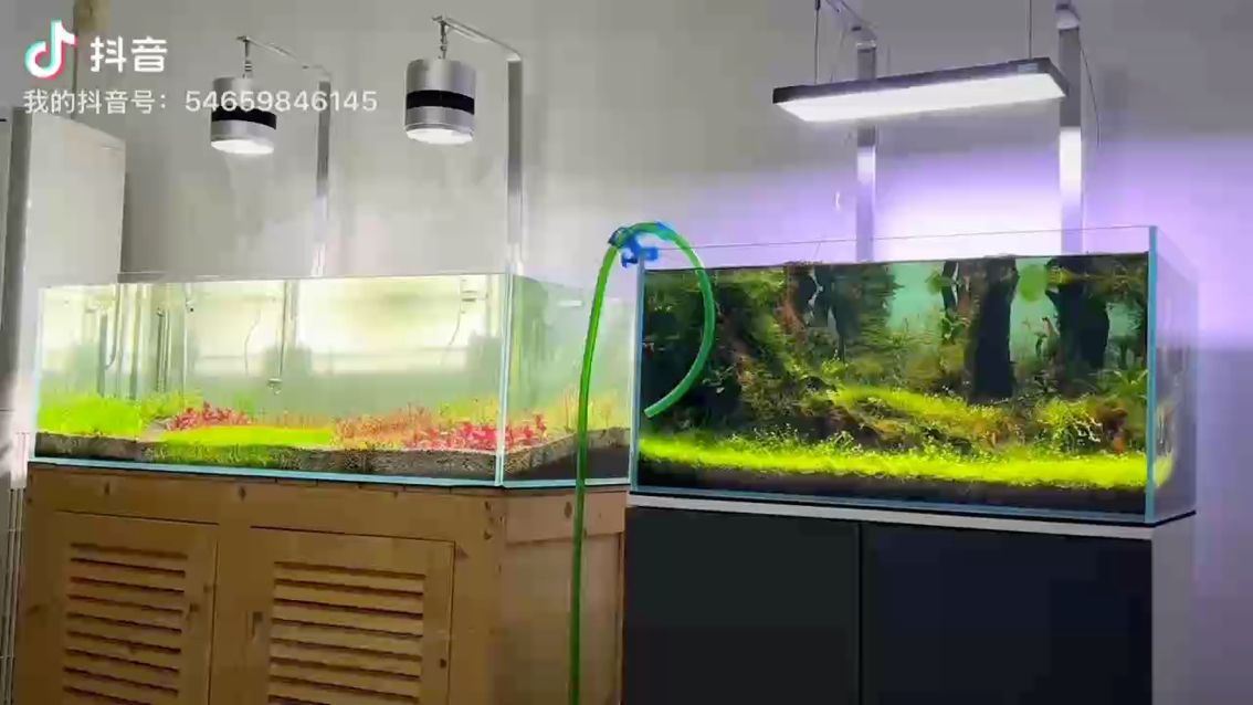 養(yǎng)魚的人瘋了