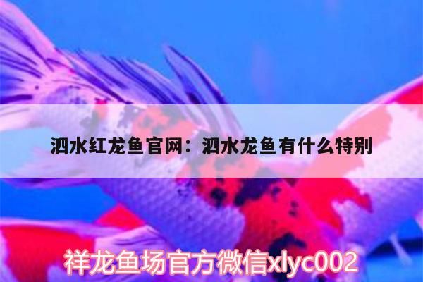 泗水紅龍魚官網:泗水龍魚有什么特別