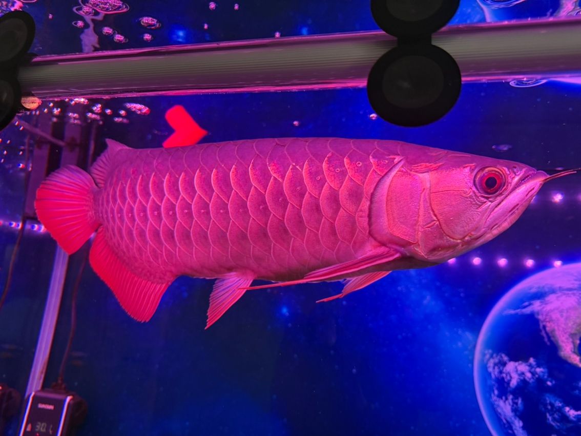 主打一個陪伴