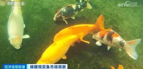 怎么養龍魚龍魚好看圖片：養龍魚之美學秘籍，如何讓龍魚盡顯驚艷風姿