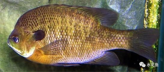 怎么養龍魚龍魚好看圖片：養龍魚之美學秘籍，如何讓龍魚盡顯驚艷風姿