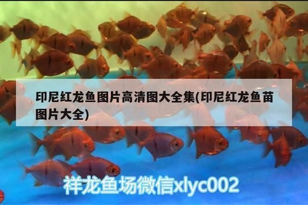 印尼大湖紅龍魚苗：印尼大湖紅龍魚養殖技術