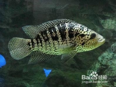 魚缸養魚用什么水最好視頻，魚缸養魚用什么水最好 魚缸養魚用什么水最好視頻，魚缸養魚用什么水最好 魚缸百科 第4張