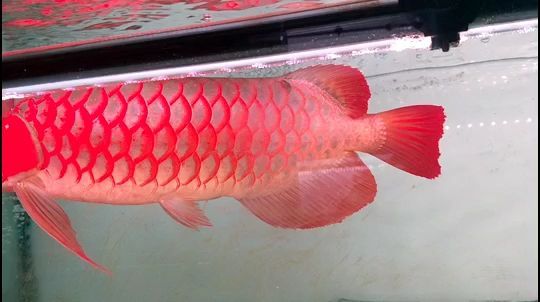 莆田觀賞魚店萬達電話多少 莆田觀賞魚店萬達電話多少號 莆田觀賞魚店萬達電話多少 莆田觀賞魚店萬達電話多少號 新加坡三巴旺 第2張